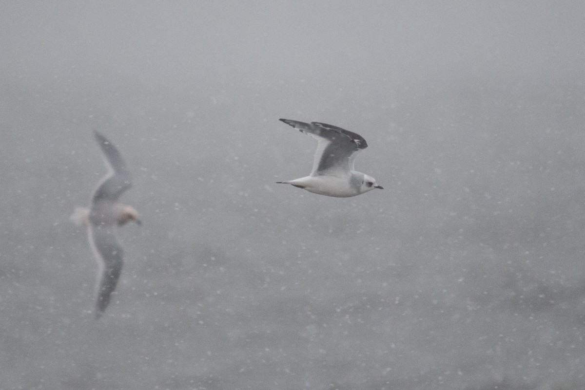 Pembe Martı - ML643410638