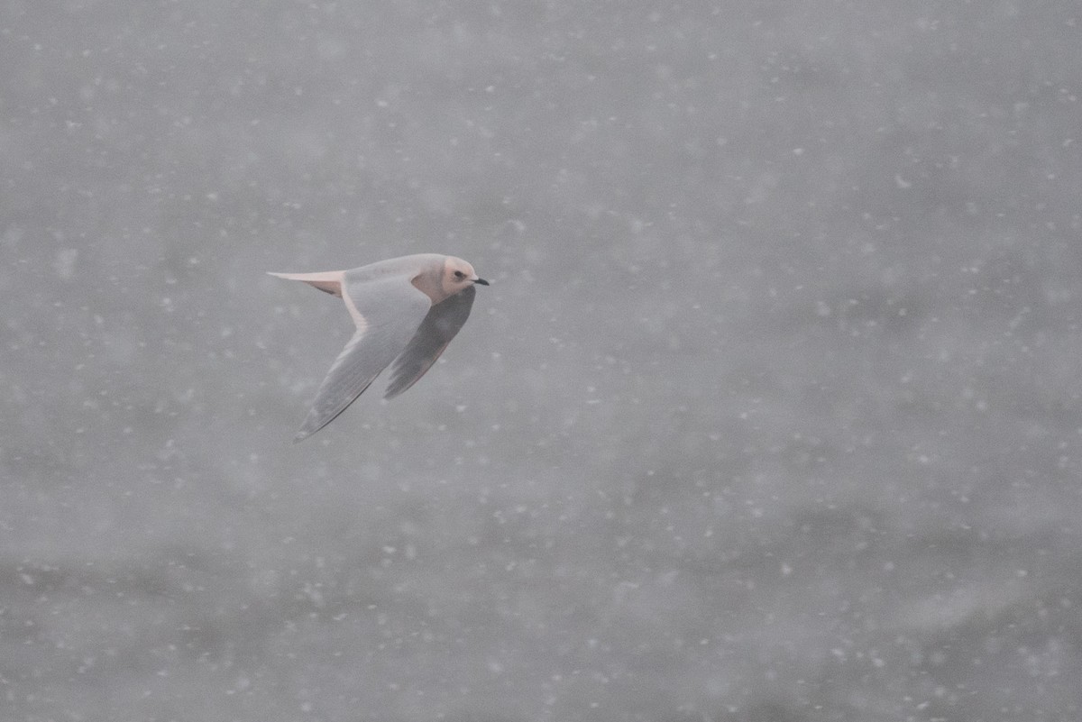 Pembe Martı - ML643410639