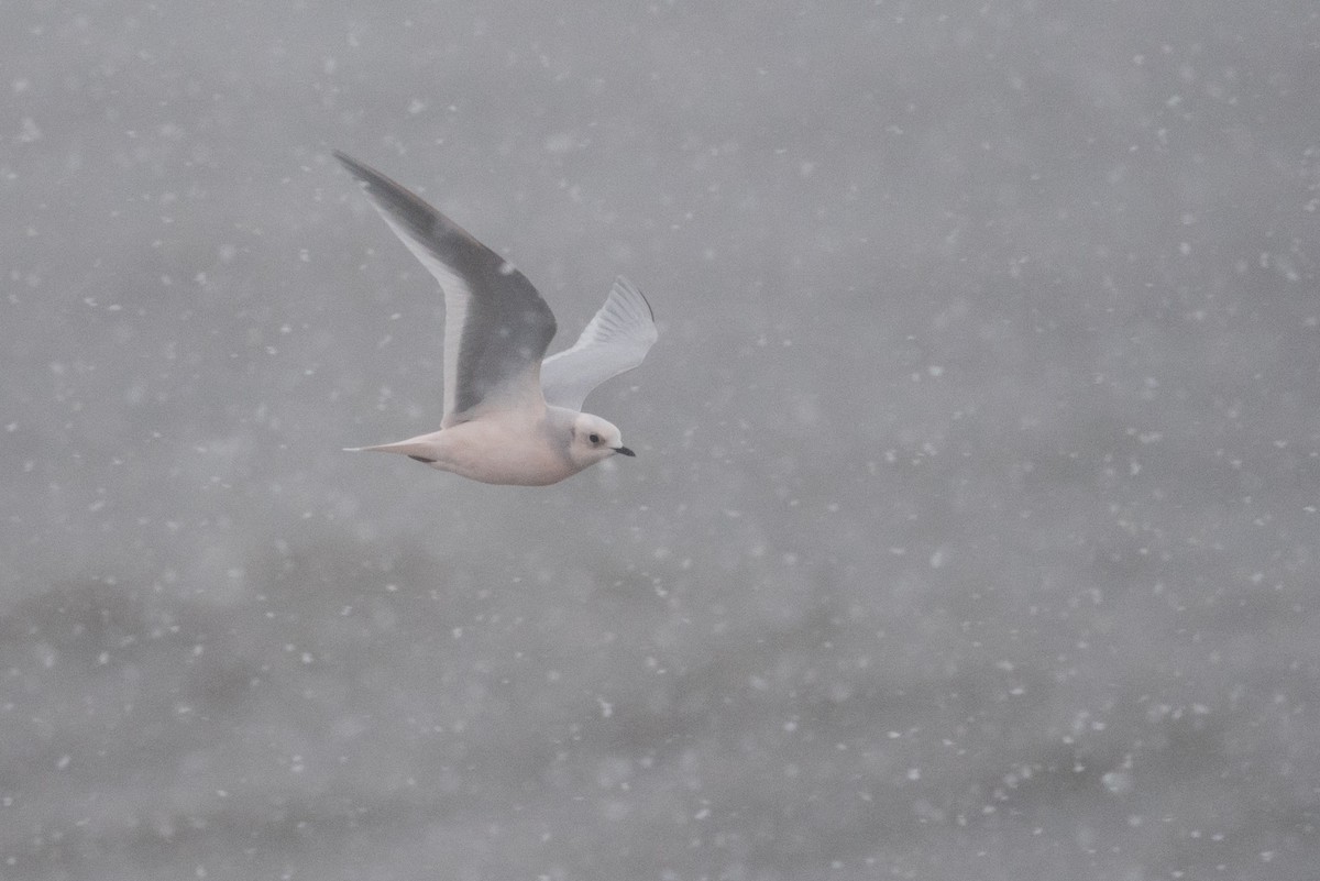 Pembe Martı - ML643410640