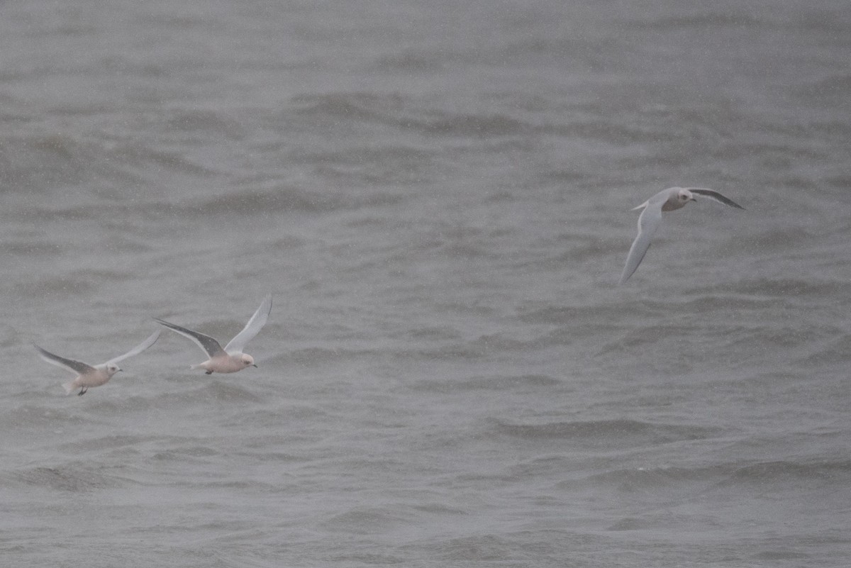 Pembe Martı - ML643410641