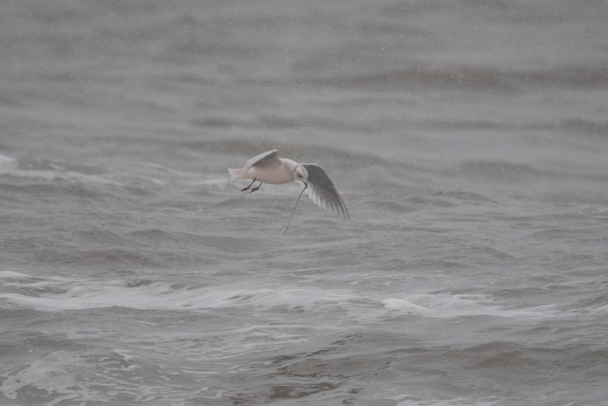 Pembe Martı - ML643410642