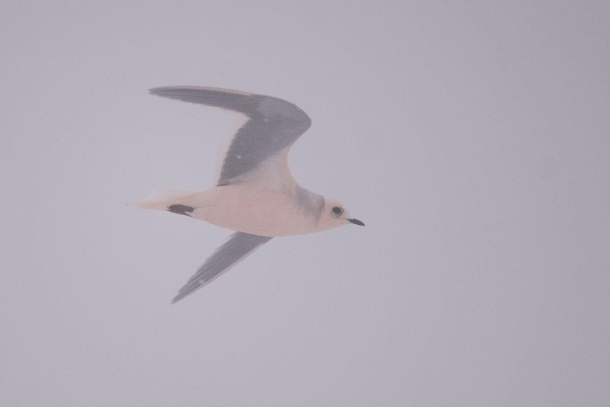 Pembe Martı - ML643410643