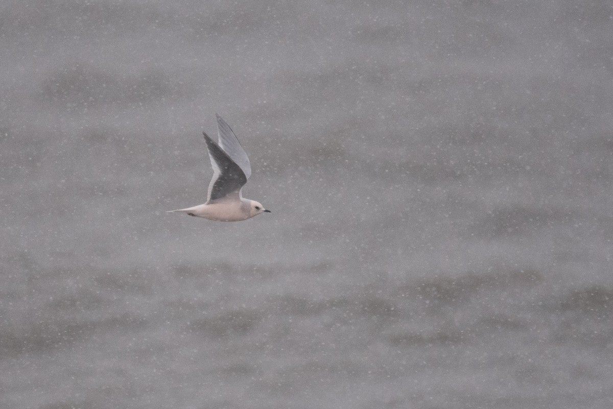 Pembe Martı - ML643410644