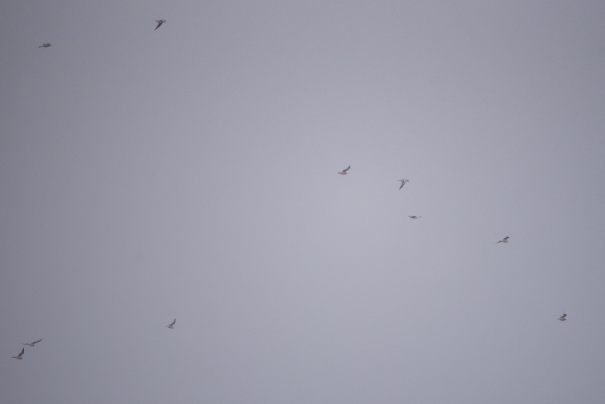 Pembe Martı - ML643410645