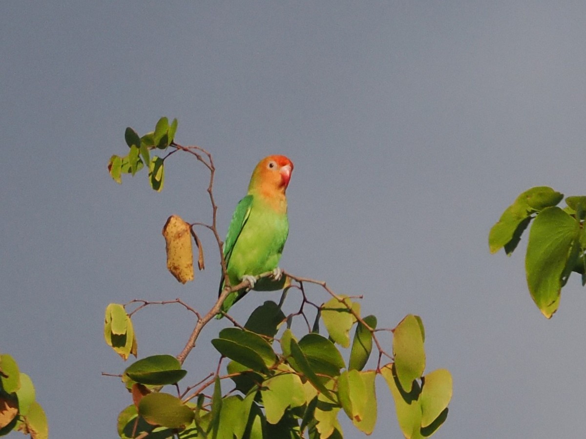 Lilian's Lovebird - ML643410671