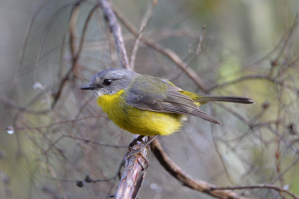 Eastern Yellow Robin - ML643410674