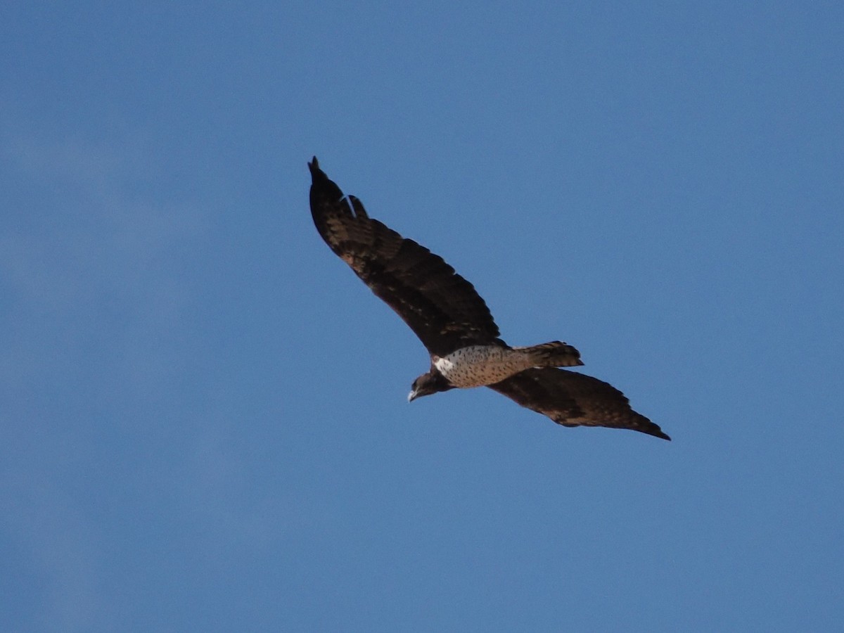 Martial Eagle - ML643410683