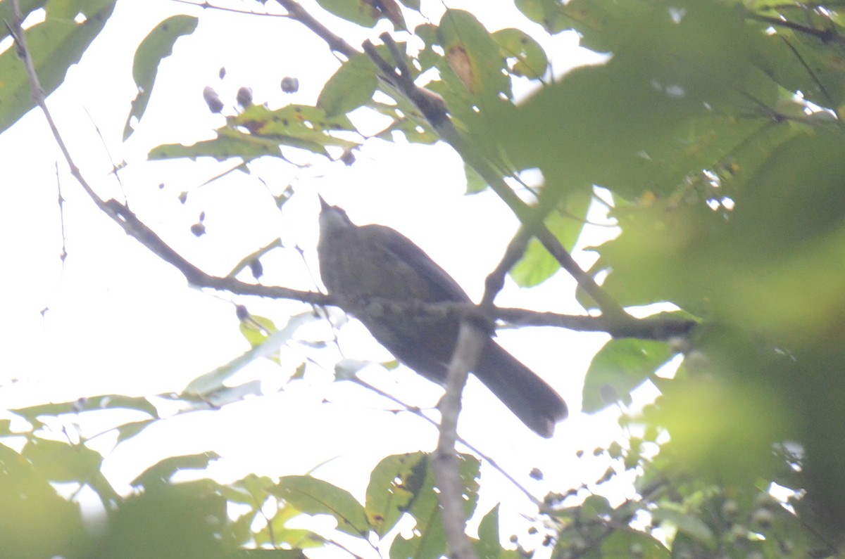 Bulbul ocré - ML643410685