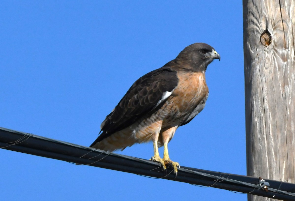 アカオノスリ（calurus／alascensis） - ML643410688