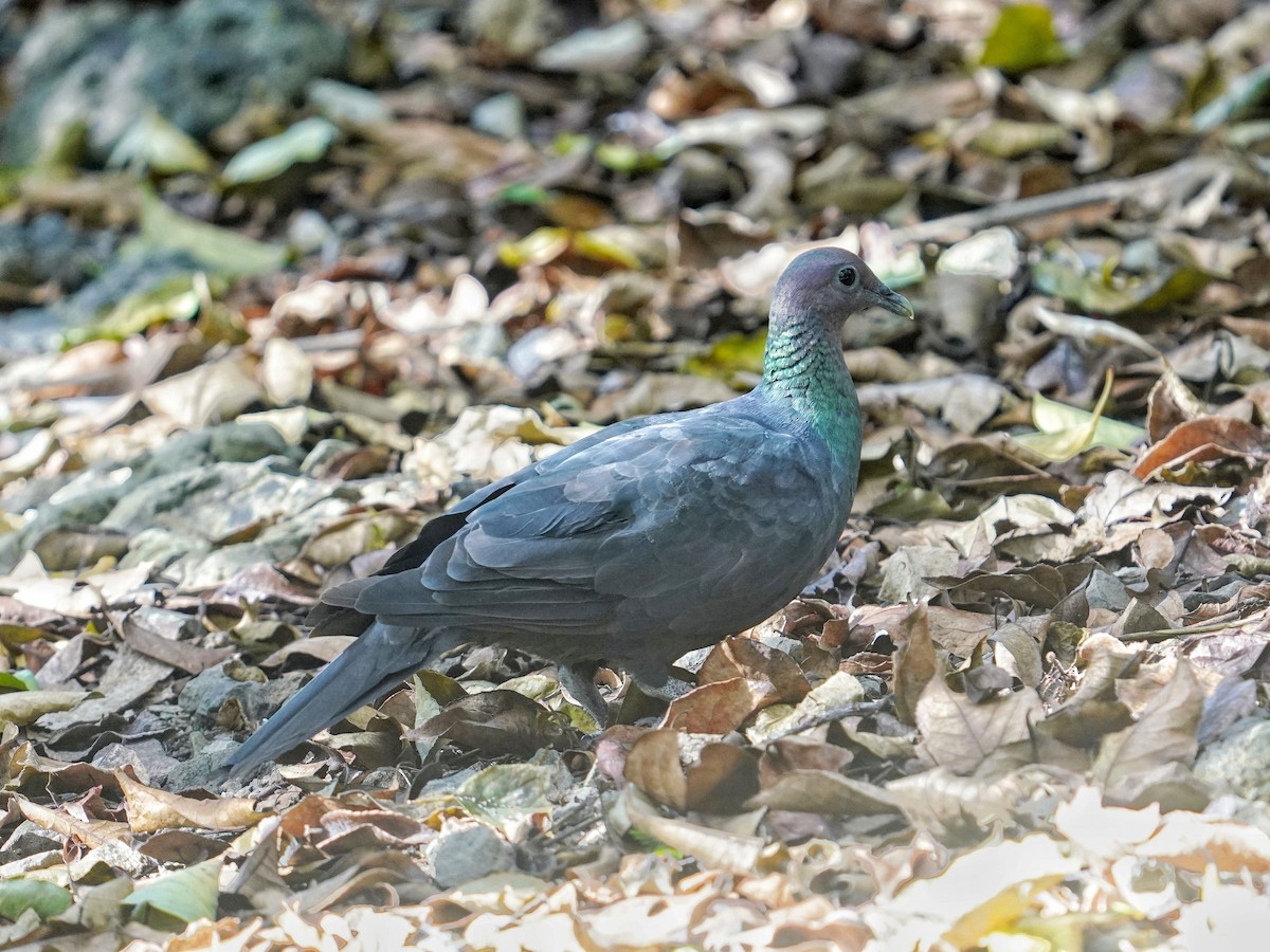 カラスバト - ML643410698
