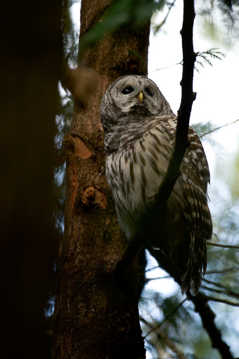 Barred Owl - ML643410735