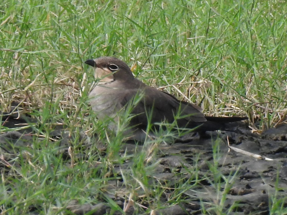 Small Pratincole - ML643410744