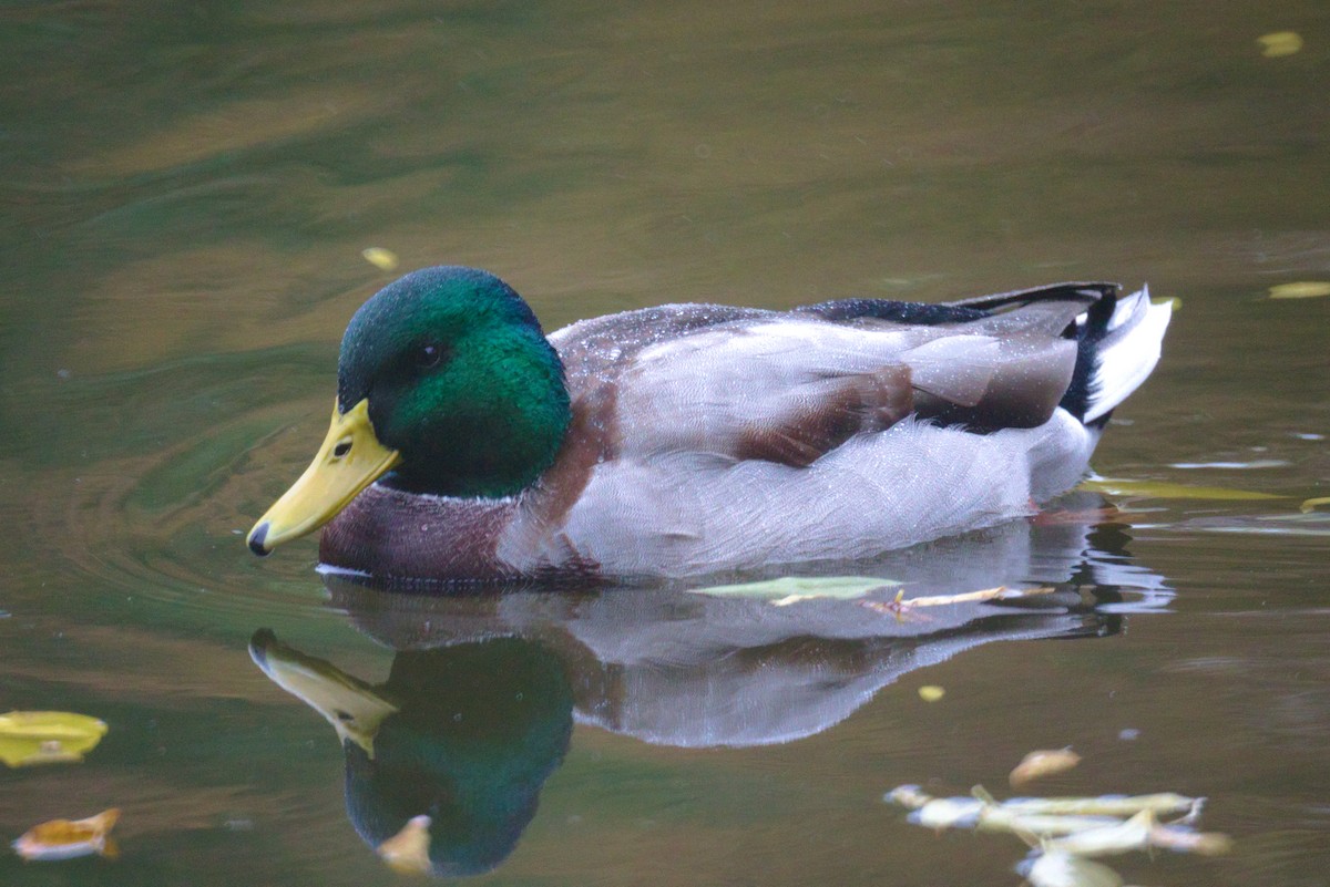 Mallard - ML643410747