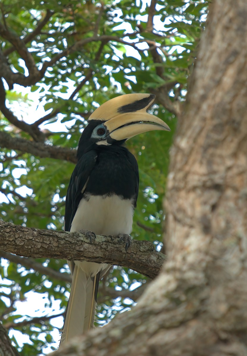 Oriental Pied-Hornbill - ML643410767