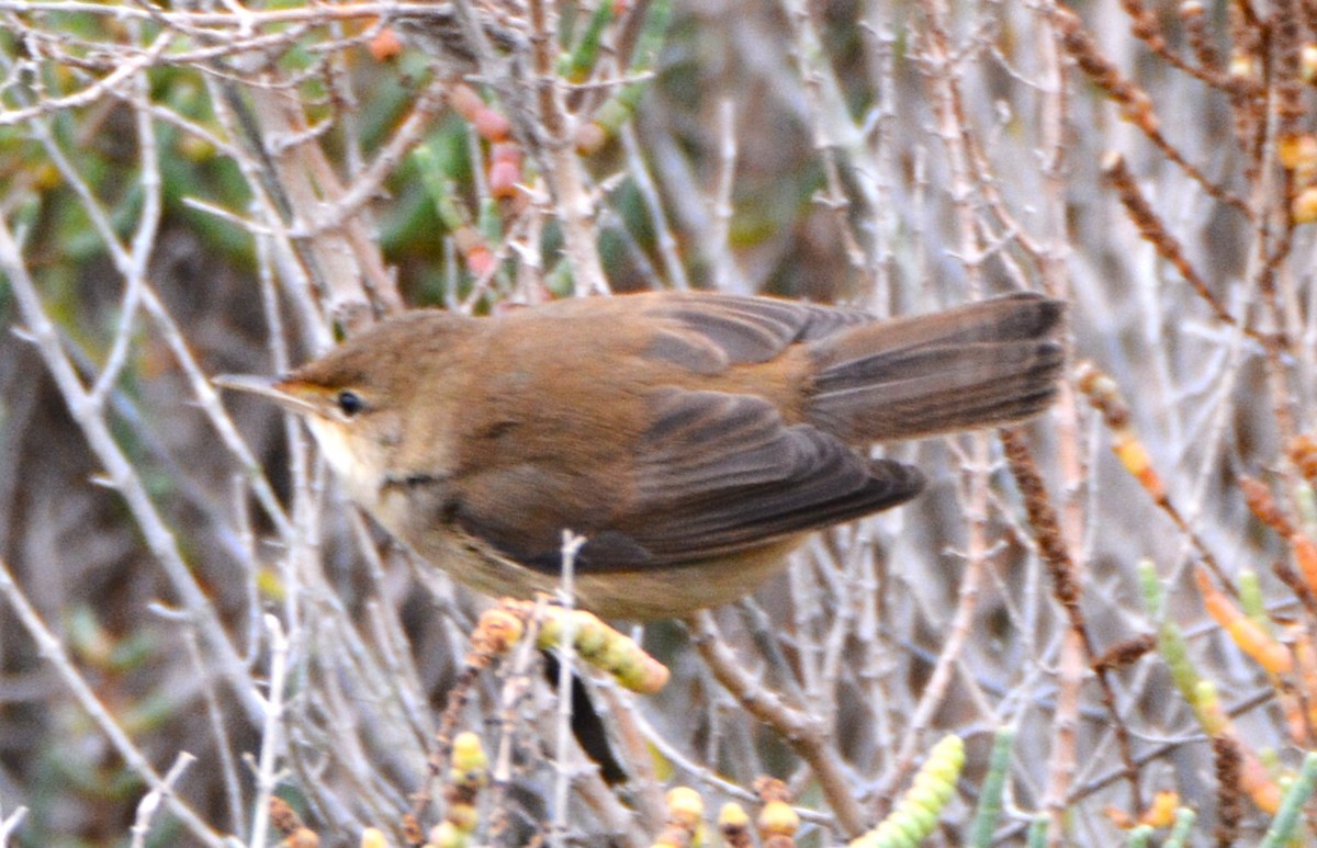 Cetti's Warbler - ML643410781