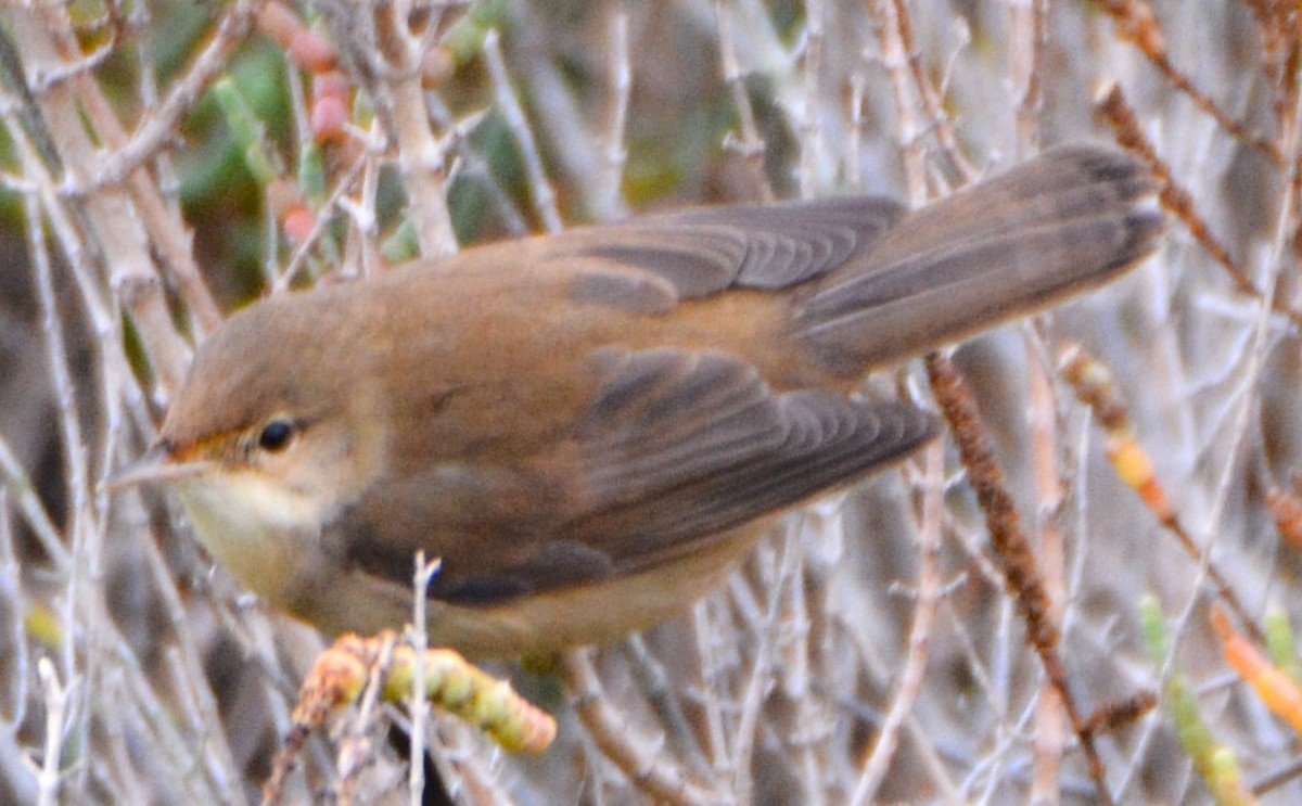 Cetti's Warbler - ML643410788
