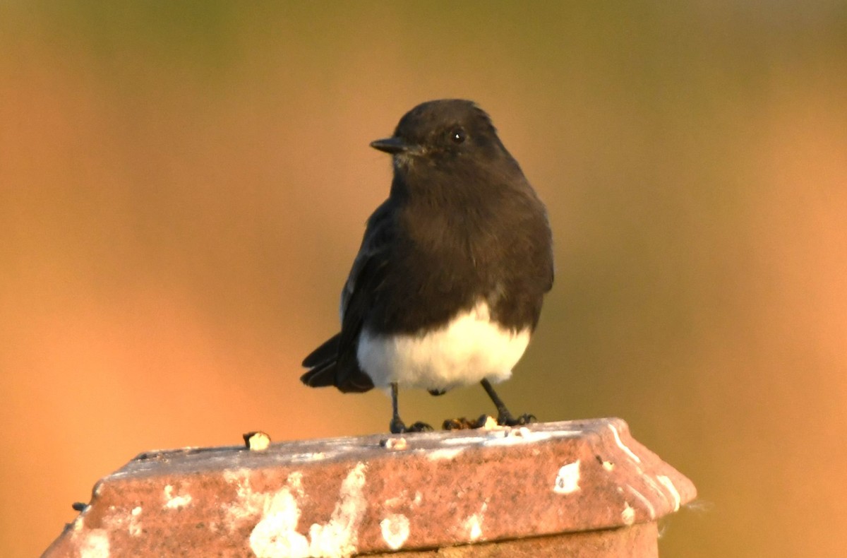Black Phoebe - ML643410793