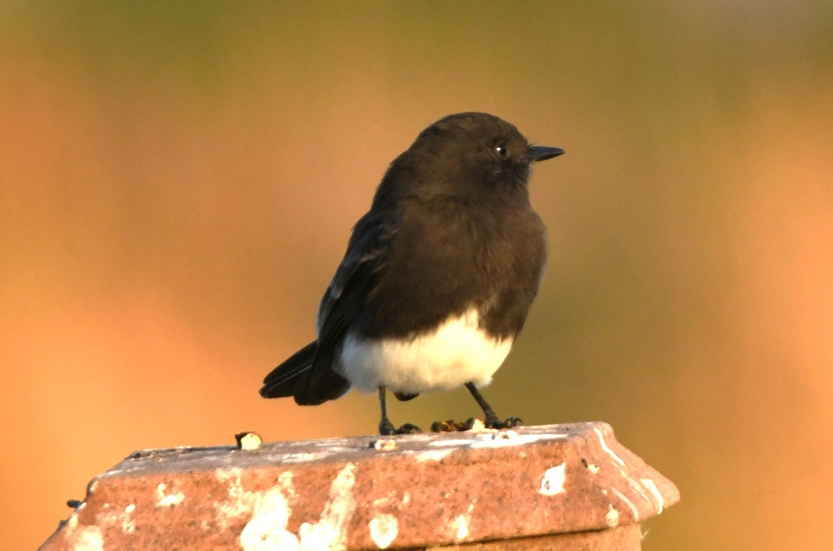 Black Phoebe - ML643410795