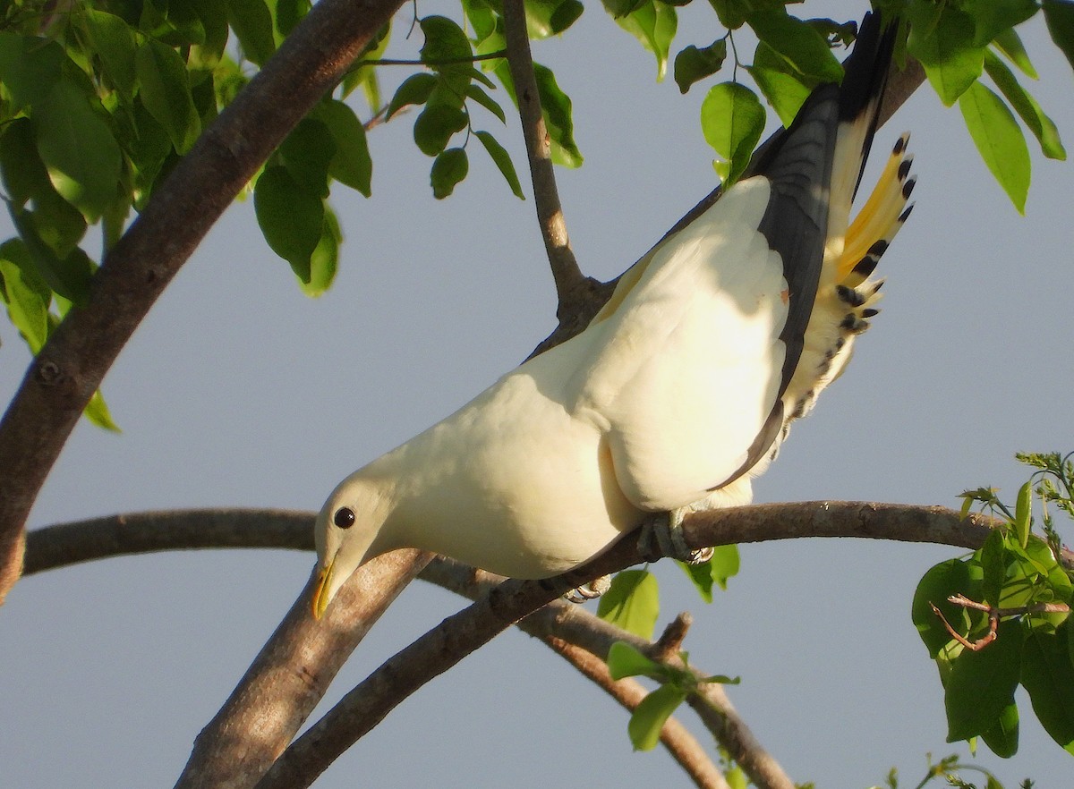 Torresian Imperial-Pigeon - ML643410801