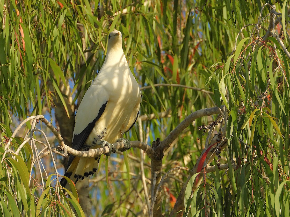 Torresian Imperial-Pigeon - ML643410803