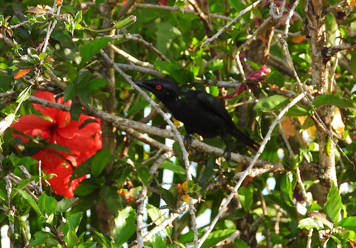 Metallic Starling - ML643410806