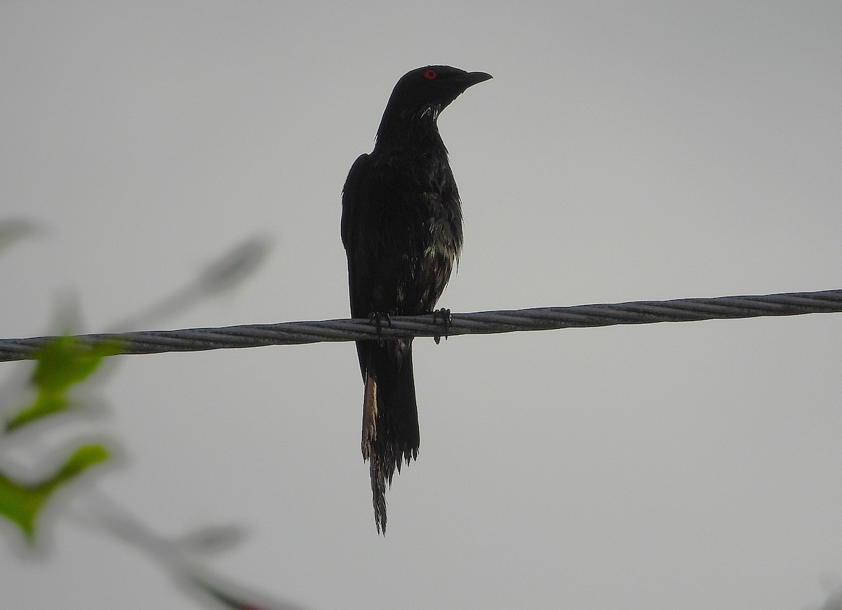 Metallic Starling - ML643410807