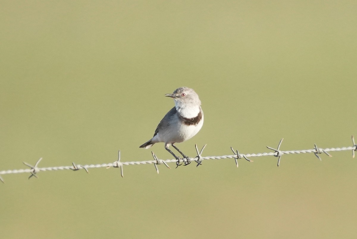 White-fronted Chat - ML643410811
