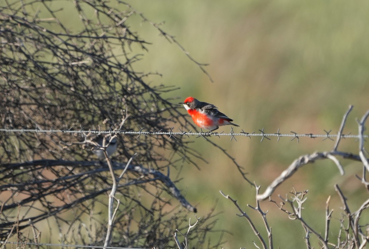 Crimson Chat - ML643410816