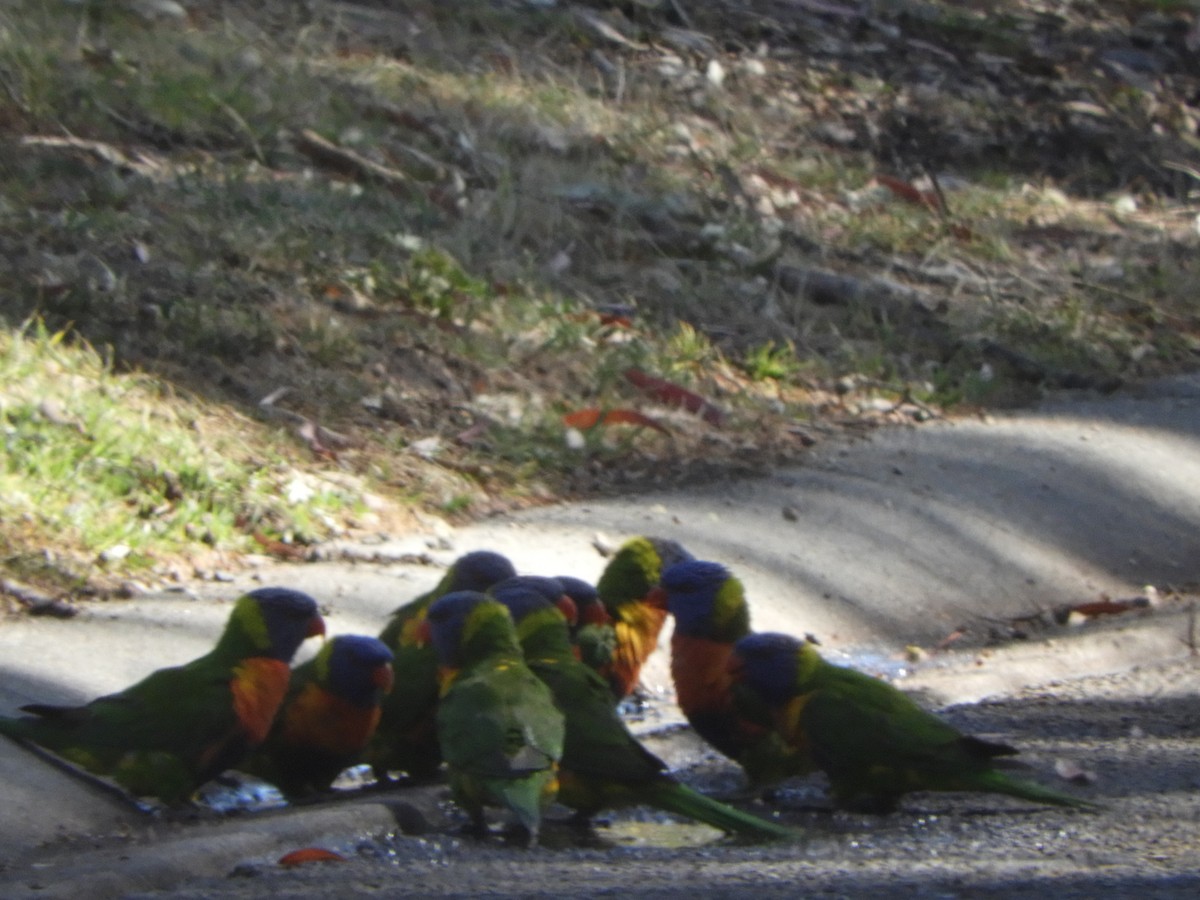 Rainbow Lorikeet - ML643410819