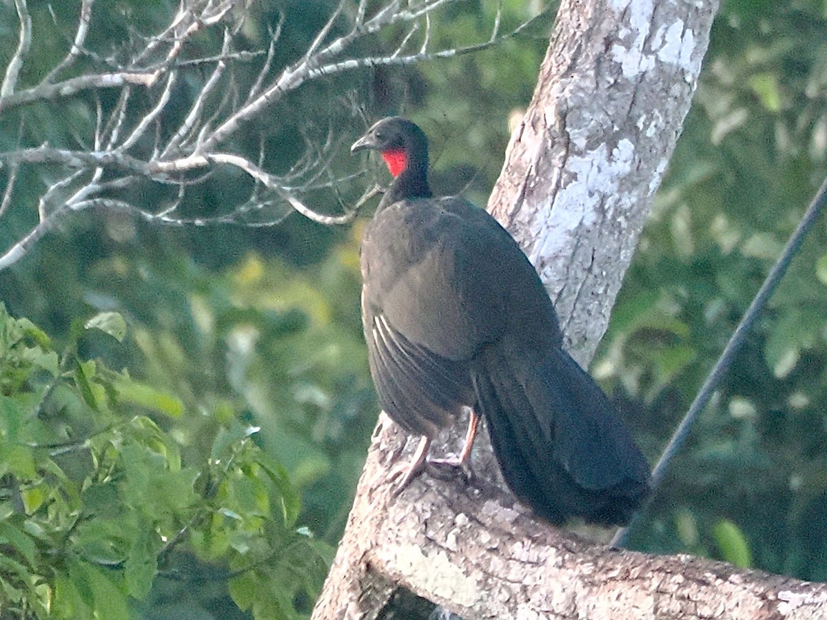 Spix's Guan - ML643410830
