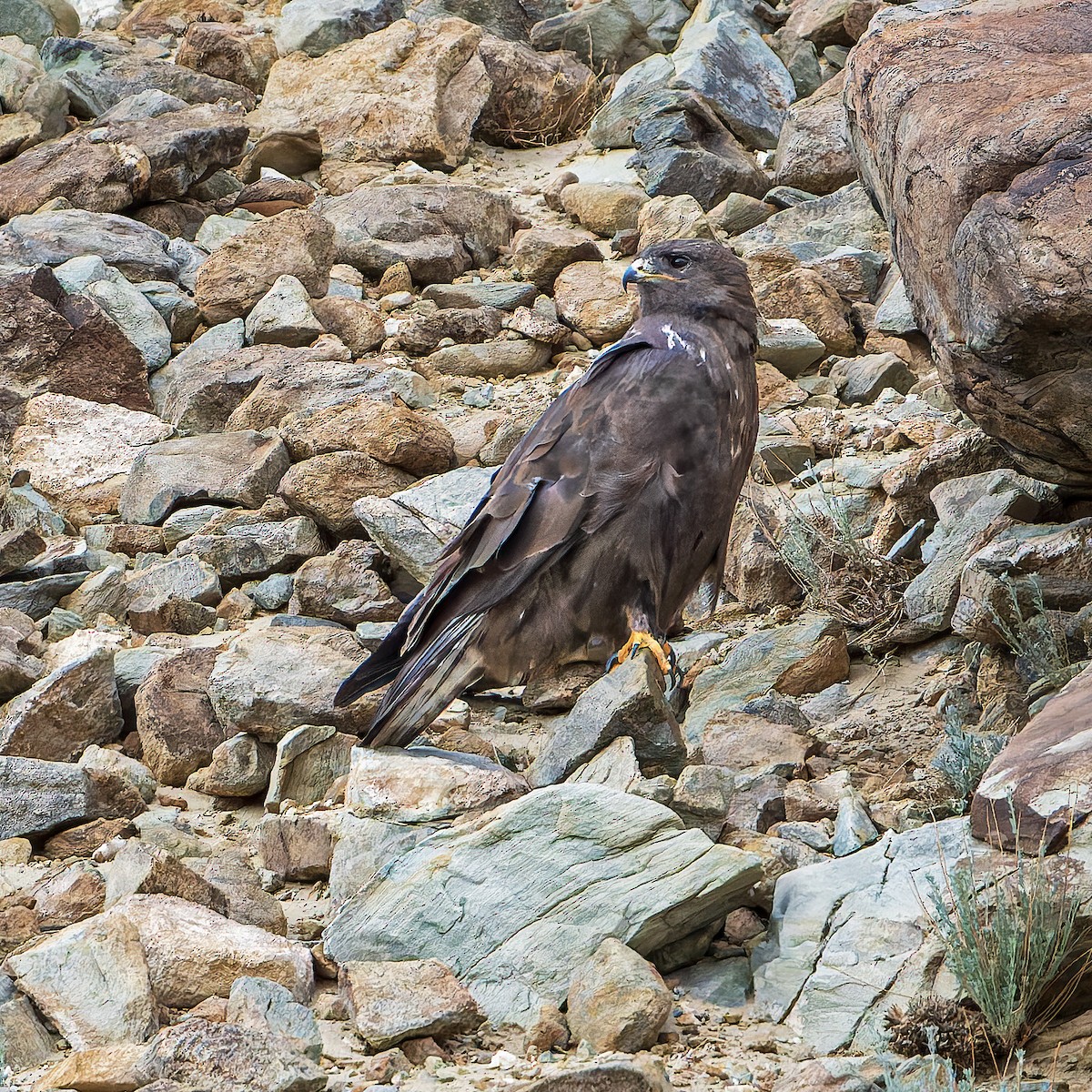 Upland Buzzard - ML643410836