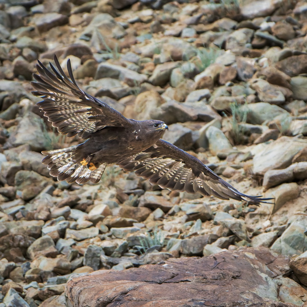Upland Buzzard - ML643410837
