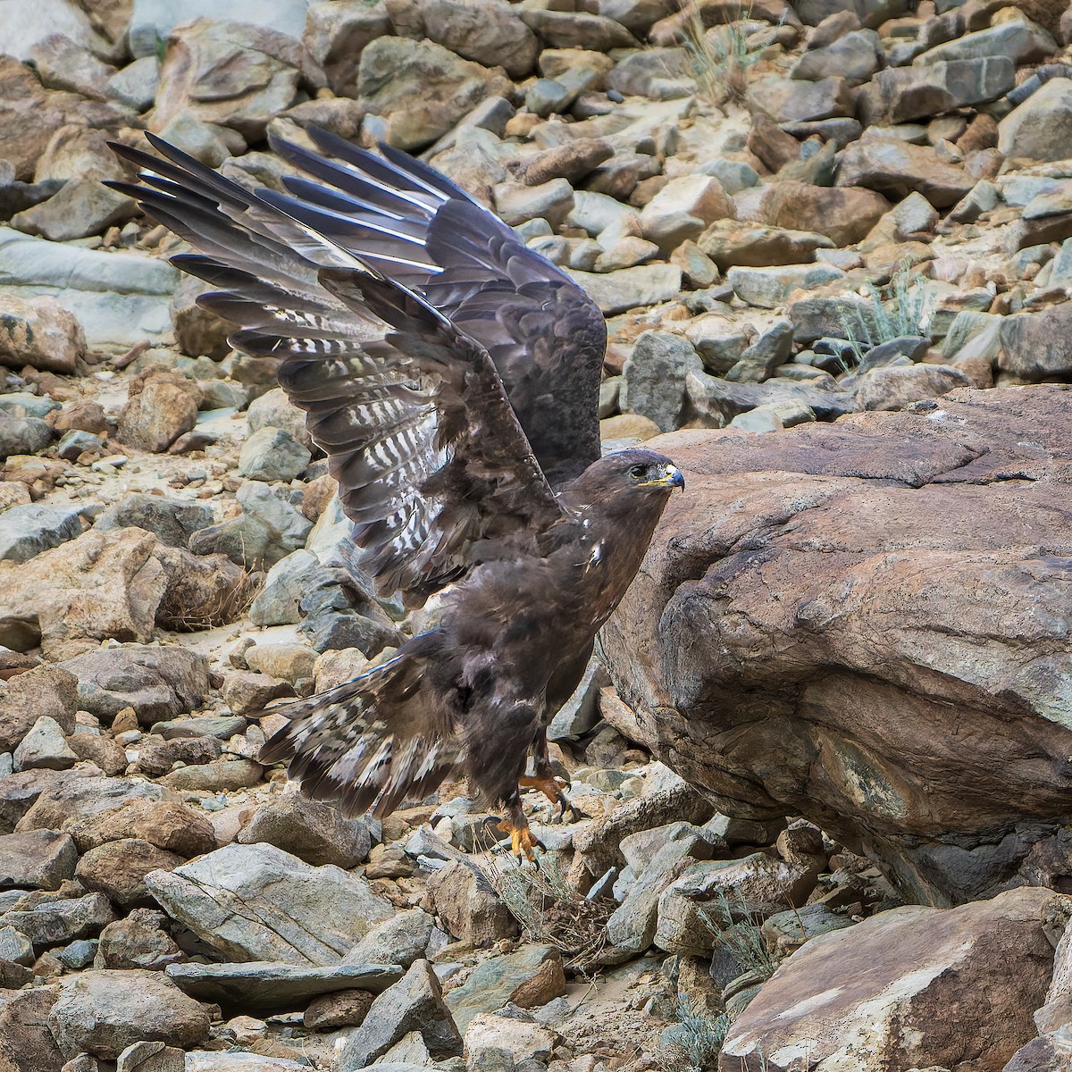 Upland Buzzard - ML643410838
