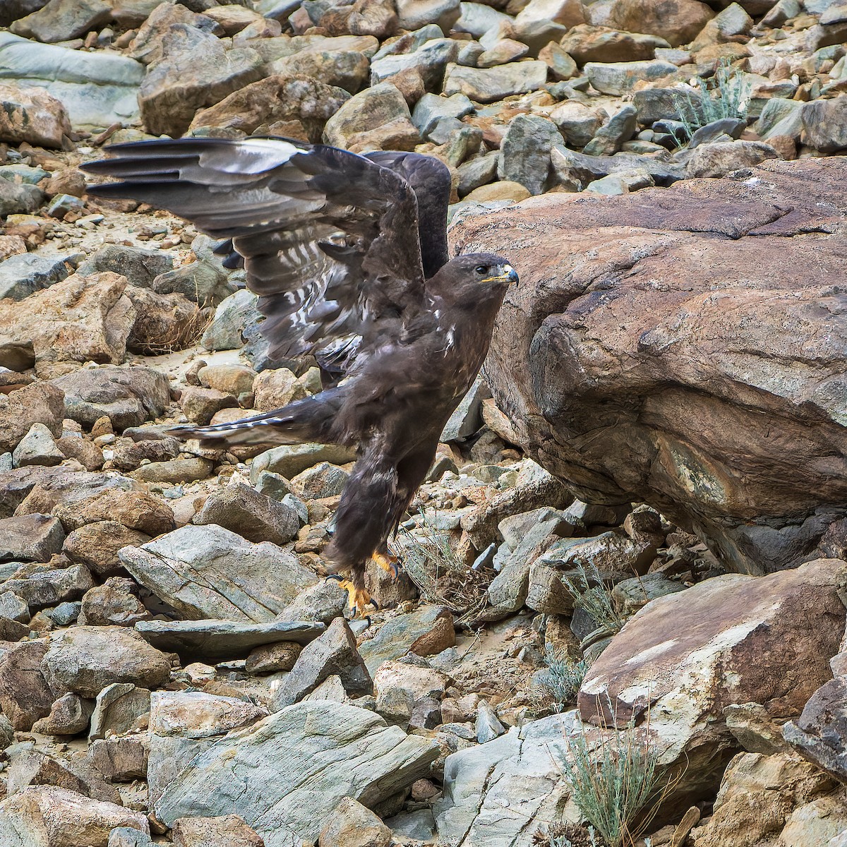 Upland Buzzard - ML643410839