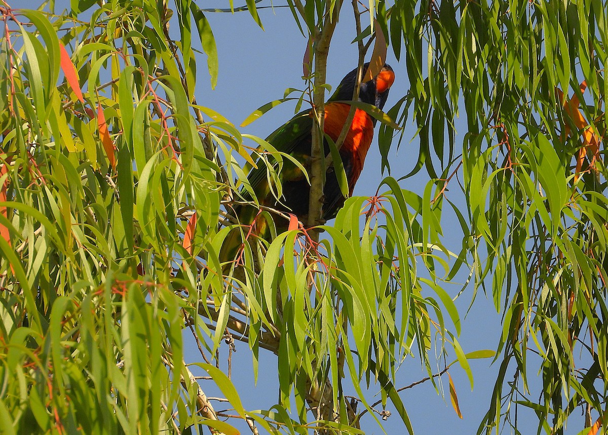 Rainbow Lorikeet - ML643410846