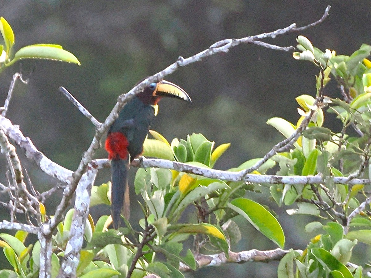 Lettered Aracari (Humboldt's) - ML643410862