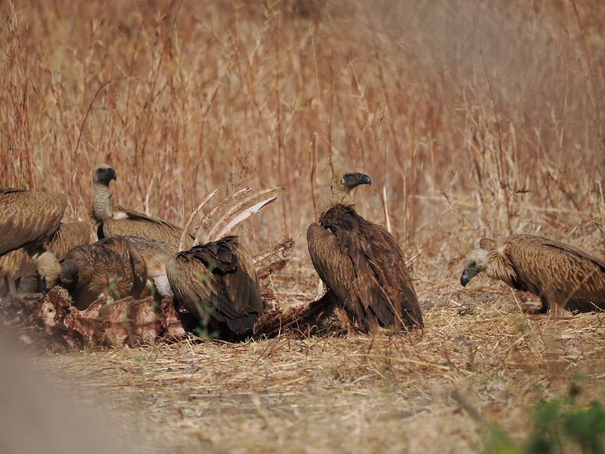 White-backed Vulture - ML643410867