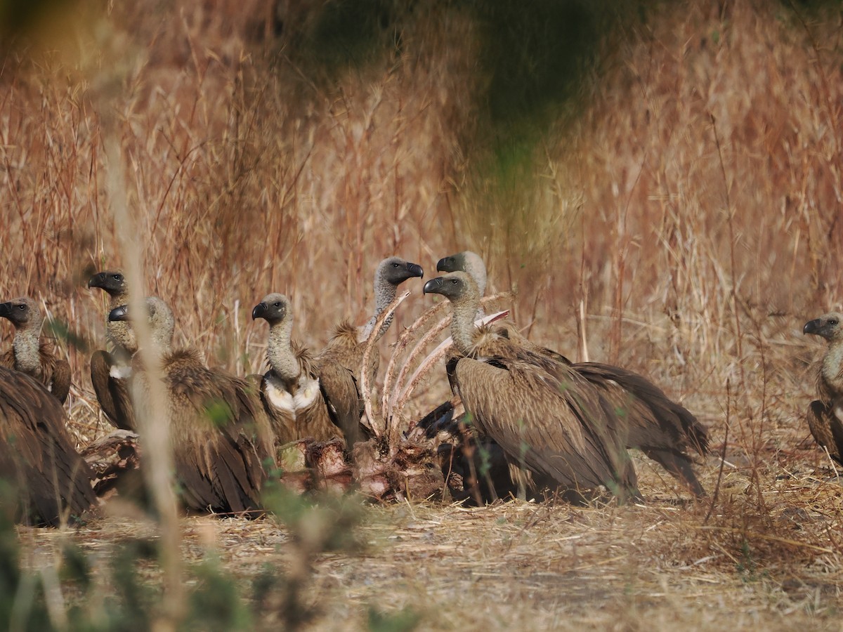 White-backed Vulture - ML643410869