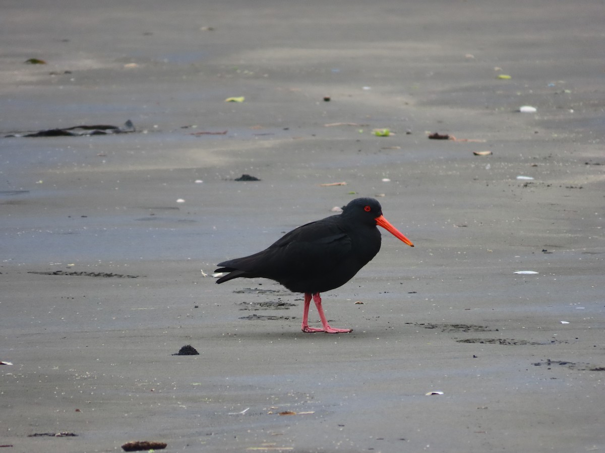 Huîtrier variable - ML643410879