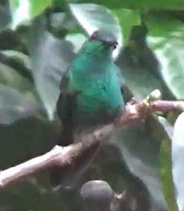 Sparkling Violetear - ML643410900
