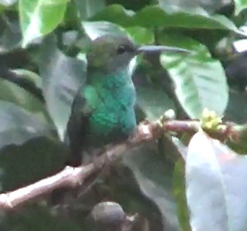 Sparkling Violetear - ML643410901