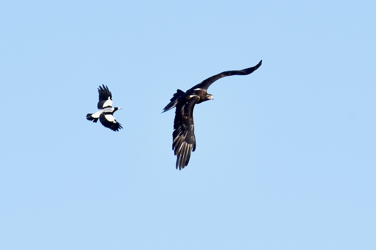 Wedge-tailed Eagle - ML643410903