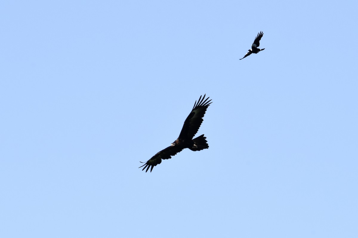 Wedge-tailed Eagle - ML643410904