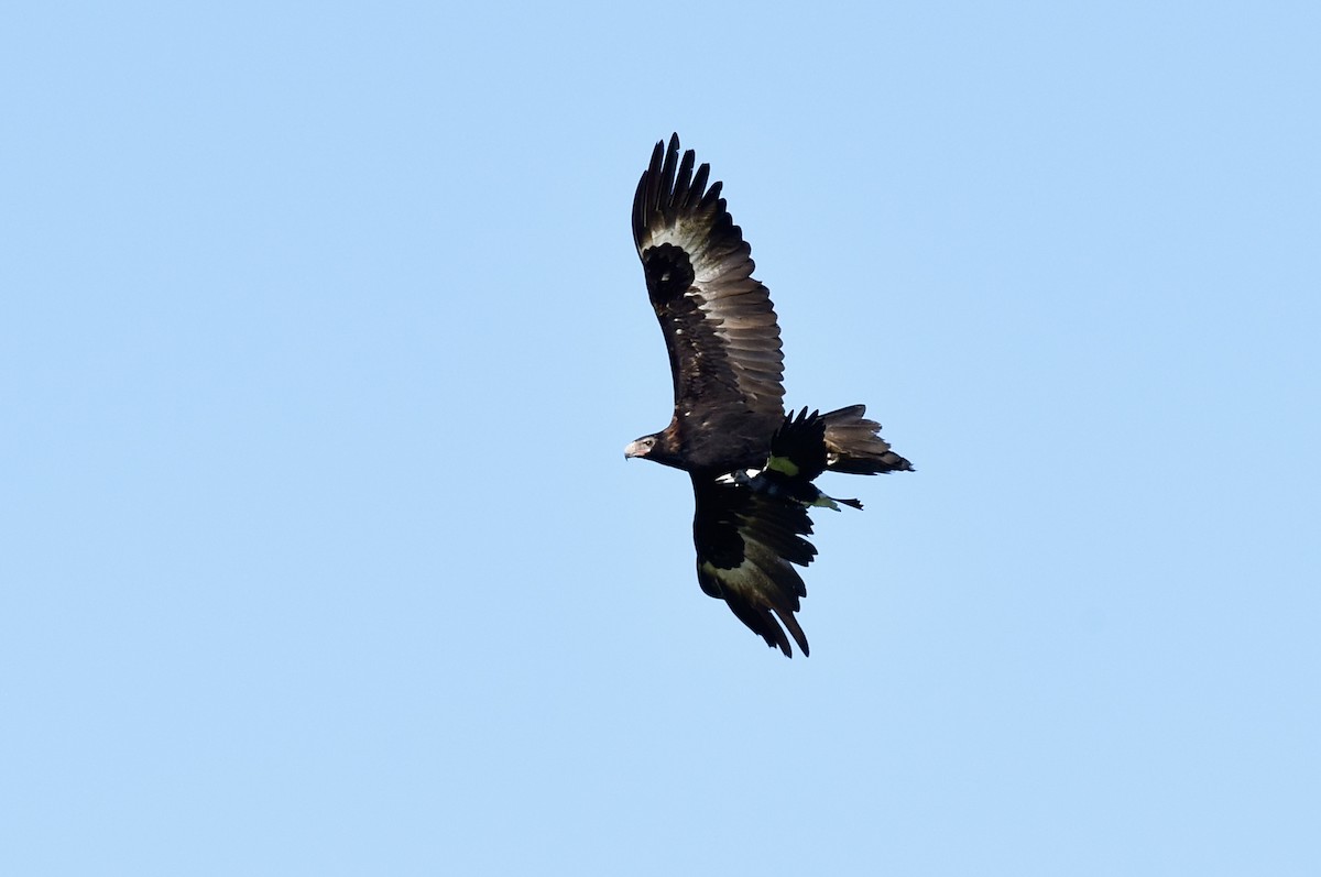 Wedge-tailed Eagle - ML643410905