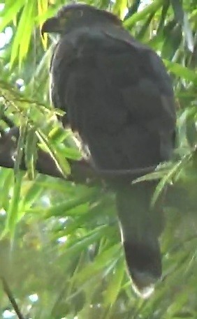 Hook-billed Kite - ML643410907