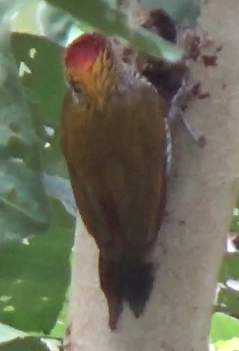 Red-rumped Woodpecker - ML643410918