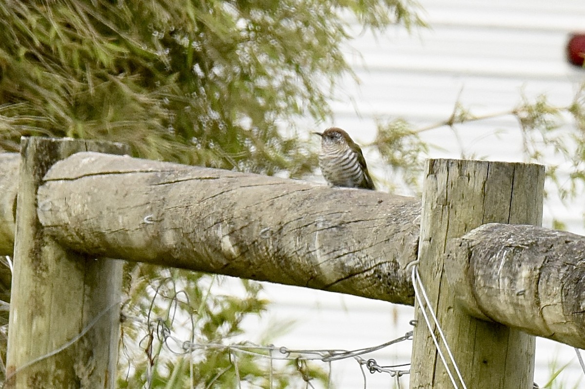 Shining Bronze-Cuckoo - ML643410923