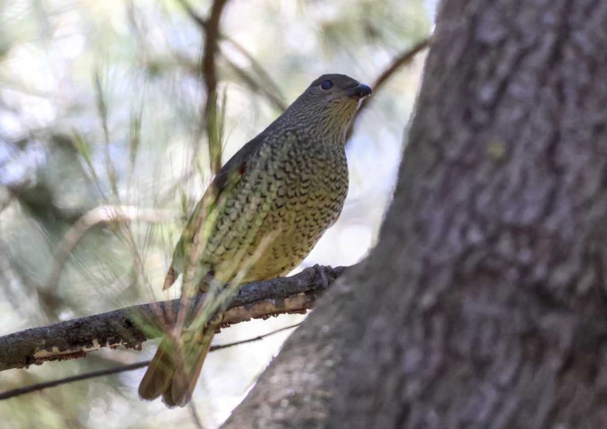 Satin Bowerbird - ML643410925