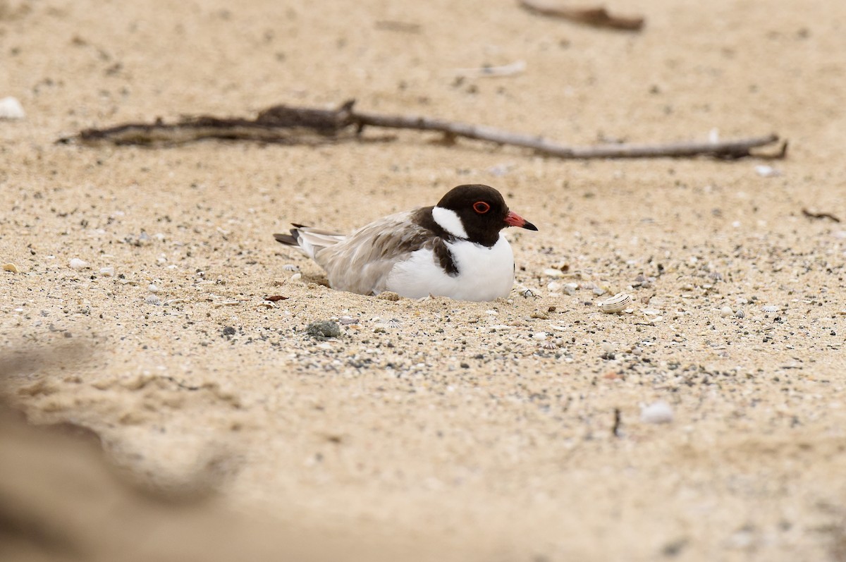 Hooded Plover - ML643410934