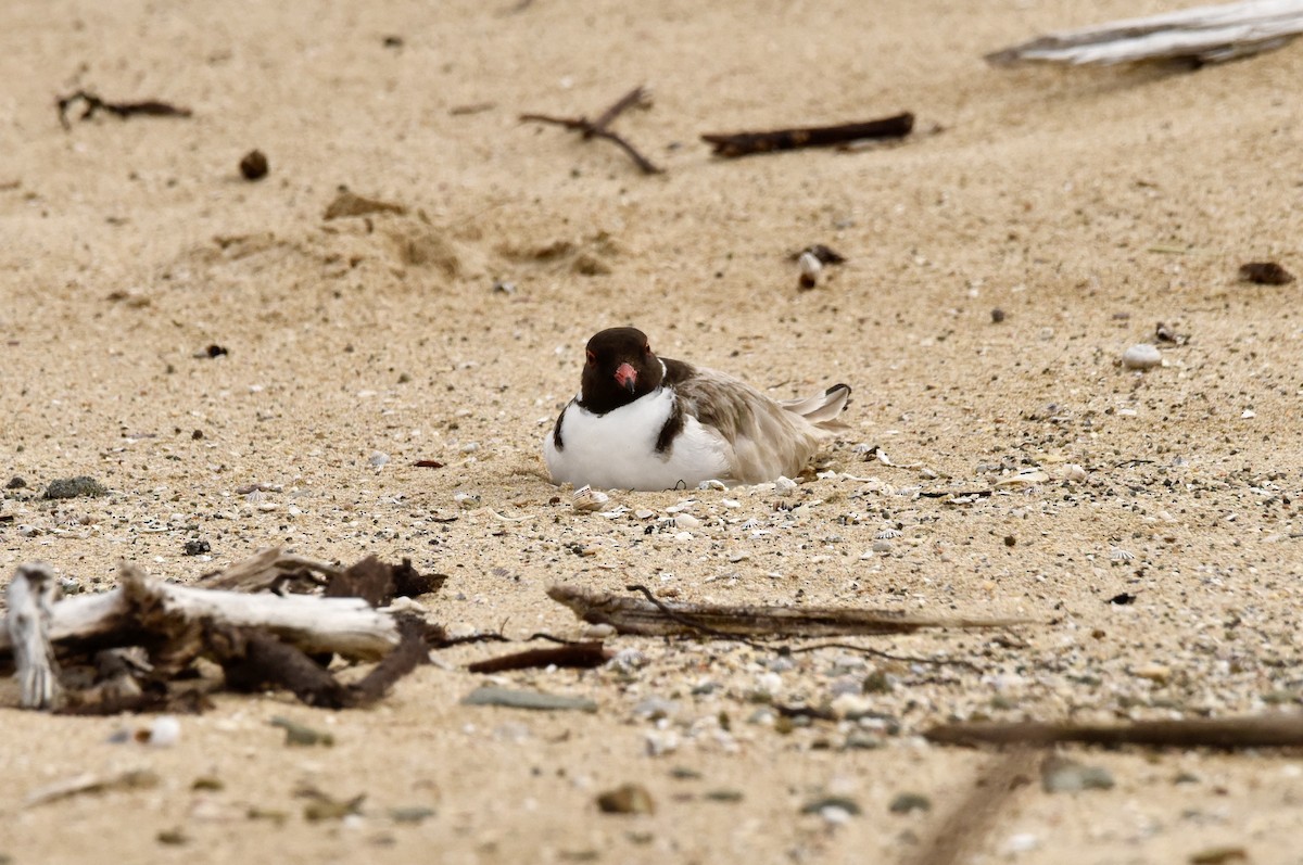 Hooded Plover - ML643410935